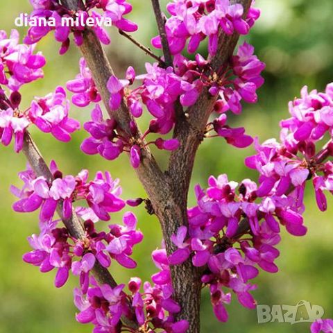 Церцис, Див Рошков, Дърво на Юда, Сercis siliquastrum, снимка 5 - Градински цветя и растения - 46601219
