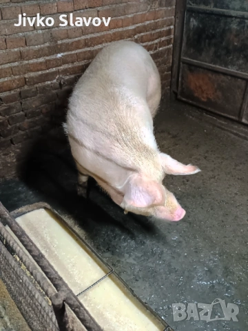 Prodavam bremenna svinq