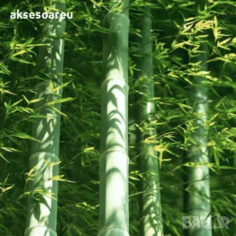 100 Семена от гигантски бамбук Moso Bambo градински горски декоративни растения за дома и двора бамб, снимка 8 - Сортови семена и луковици - 49827507