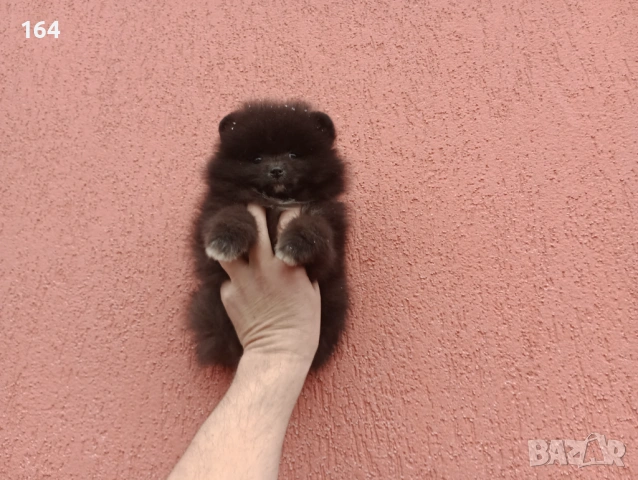 Мъжки Померан. Реални снимки от 01.02.26 г., снимка 5 - Померан - 53306870