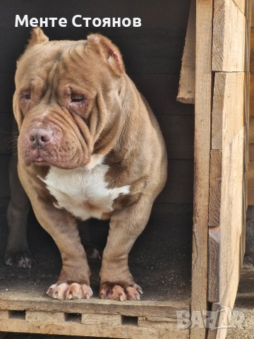 Американско були покет , снимка 6 - Питбул - 53404555