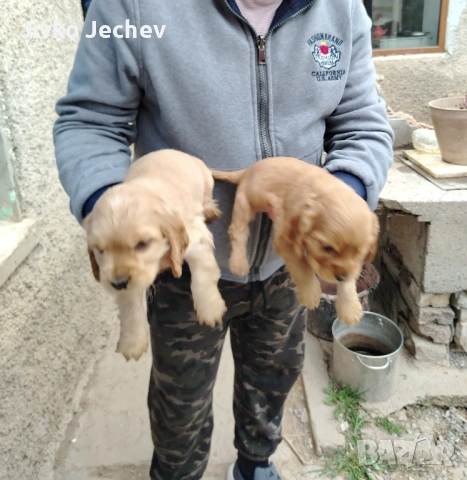 Кокер Шпаньол , снимка 4 - Кокер шпаньол - 54265817