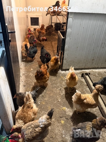 Продавам млади ярки