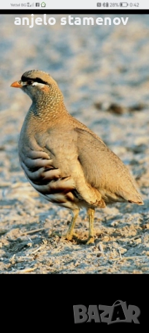 Персийска пустинна яребица , снимка 4 - други­ - 52923845