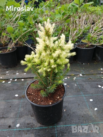 Мини смърч „Daisy's White“, снимка 10 - Градински цветя и растения - 54283627