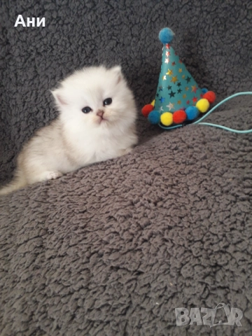 МНОГО, МНОГО КРАСИВИ КОТЕНЦА МЕЧТА , снимка 9 - Персийска - 52584785