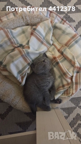 британски сини късокосмести котета , снимка 4 - Британска късокосместа - 52928097