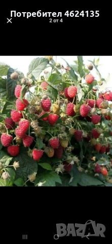 Продавам разсад ягоди и малини , снимка 7 - Сортови семена и луковици - 53738570
