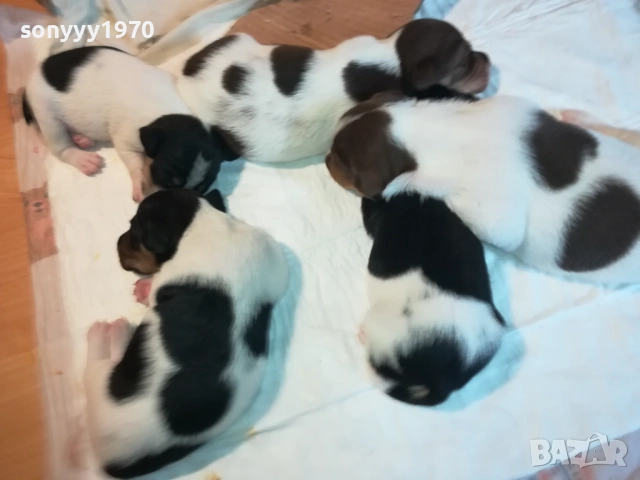 ДЖАК РЪСЕЛ БЕБЕТА-УНИКАЛНИ СЛАДУРИ 2908251855, снимка 4 - Джак ръсел териер - 51536957