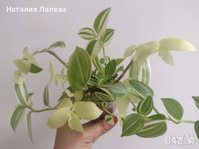 Традесканция, tradescantia yellow hill, снимка 4 - Стайни растения - 47863901