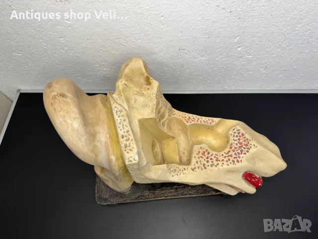 Анатомичен модел на ухо №6851, снимка 3 - Други ценни предмети - 50176925