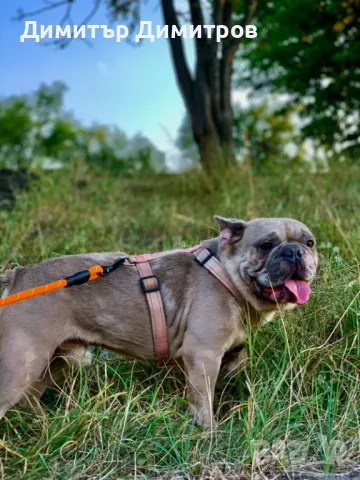 Мъжки френски булдог  за разплод , снимка 1