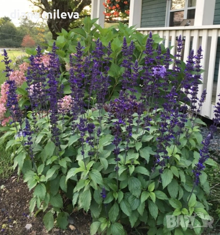 Салвия Мистично Синьо, Salvia 'Misty' blue или по-известна като Градински чай!!, снимка 4 - Градински цветя и растения - 54161538
