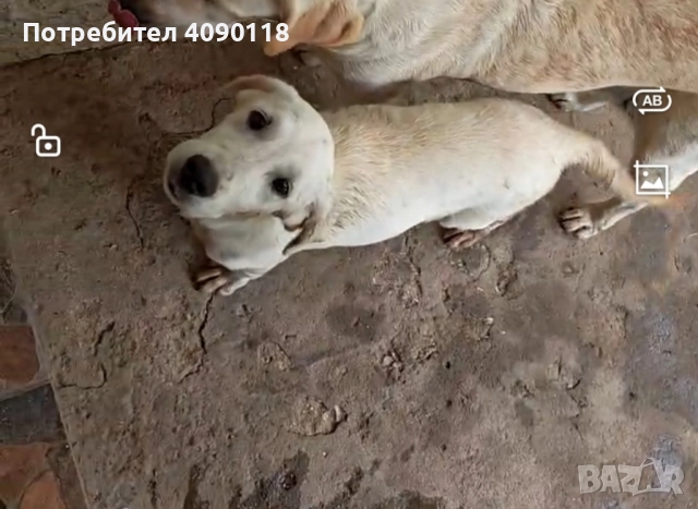 Женско лабрадорче, снимка 1