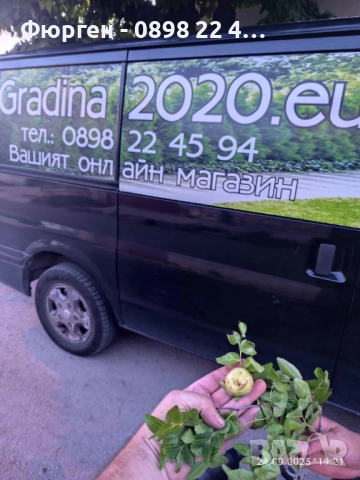 Хинап - Финап, снимка 5 - Разсади - 37713586