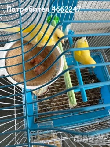 Чистокръвна Малиноа , снимка 3 - Канари - 54124092