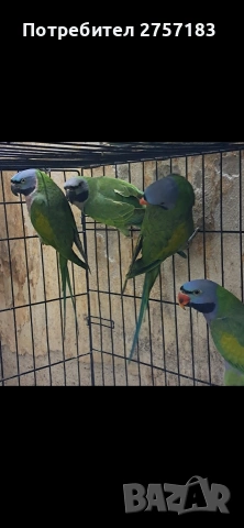 продавам китаиски александри , снимка 4 - Папагали - 53938054