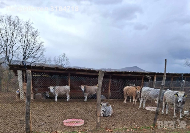 Месодайни телета за продан