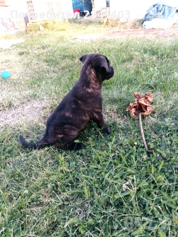 Кане корсо, снимка 1