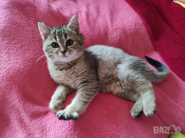 Женско, британско котенце, британска котка, коте цвят агути 