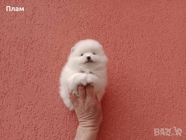 Померани.Реални снимки ! Различни възрасти !!!, снимка 16 - Померан - 54055195