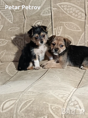 Мини пинчер чихуахуа, снимка 10 - Чихуахуа - 52816462