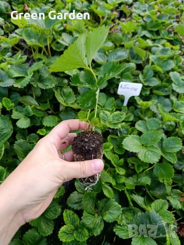 ягоди Албион-целогодишно, снимка 2 - Градински цветя и растения - 51716990