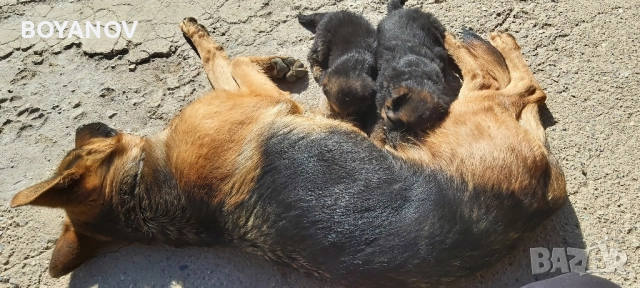 немски овчарки, снимка 3 - Немска овчарка - 52222806