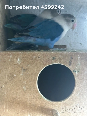 Неразделки , снимка 3 - Папагали - 53298121