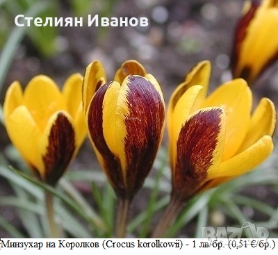 СОРТОВИ МИНЗУХАРИ – ЛУКОВИЦИ, снимка 8 - Сортови семена и луковици - 52372805