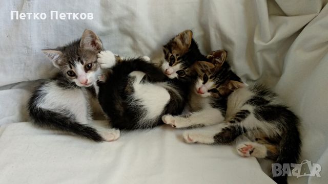 Подарявам 3 котенца-момченца на два месеца, снимка 6 - Други - 46413887