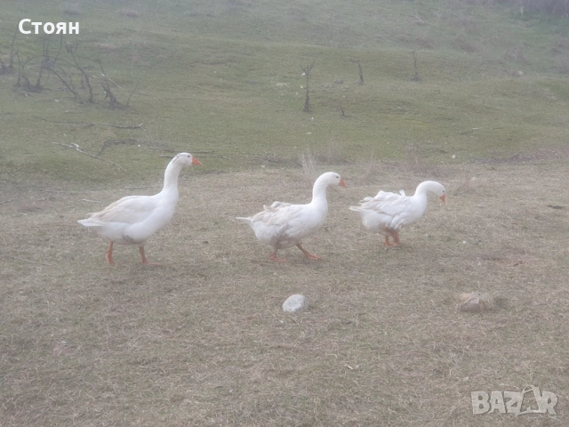 Яйца от гъски, снимка 4 - други­ - 53481077