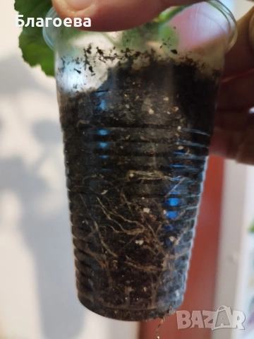 Комплект вкоренени резници Мушкато 5 бр - 5 цвята , снимка 8 - Стайни растения - 46905641