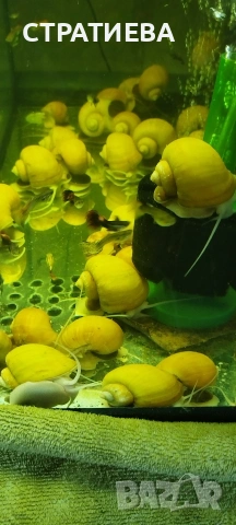 Охлюви АМПУЛАРИЯ, снимка 7 - Рибки - 53165641