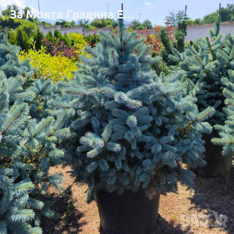 Сребрист Смърч, снимка 5 - Градински цветя и растения - 54020469