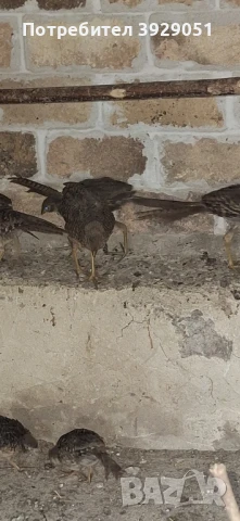 Продавам фазани млади, снимка 5 - други­ - 51097104