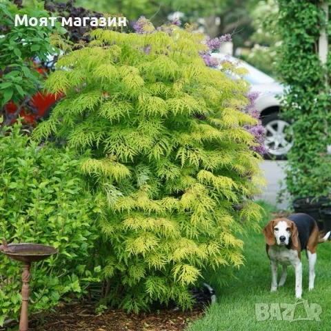 Червен Бъз - Декоративен храст с лимонена украса