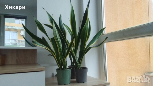 Сансевиера / Sansevieria trifasciata  
