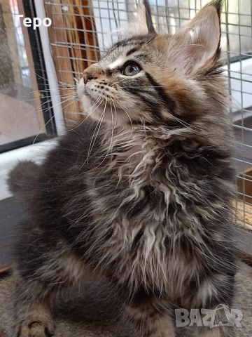 Мейн Кун , снимка 7 - Мейн кун - 52300778