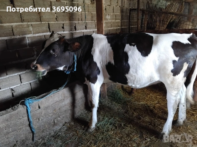 Prodavam 2 teleta , снимка 6 - Крави - 54270430