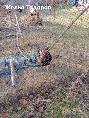 Японски кокошки , снимка 4 - Кокошки и пуйки - 53016087