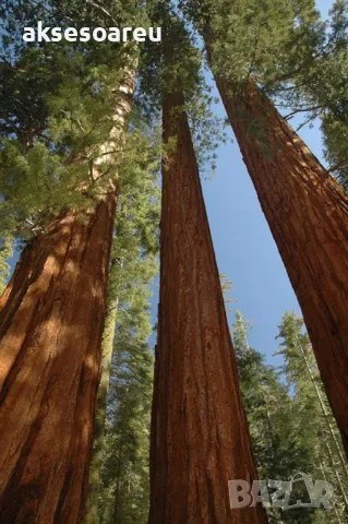Нови качествени 15 семена от гигантска секвоя мамутово дърво sequoiadendron giganteum за декорация, снимка 13 - Сортови семена и луковици - 50223094