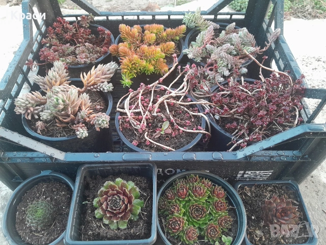 Седуми различни видове.