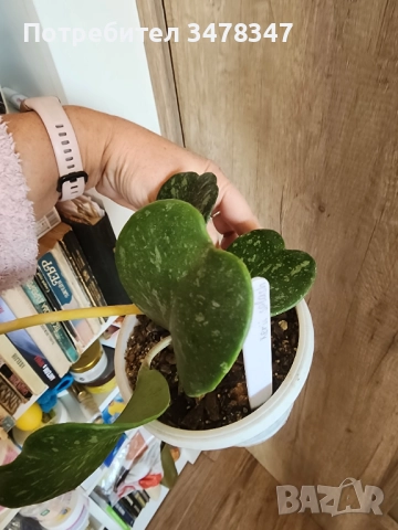 Хоя Kerii splash, снимка 3 - Стайни растения - 52947264