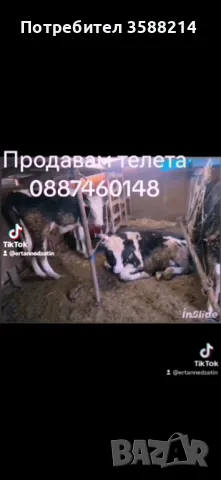 Продавам теле, снимка 2 - Други животни - 48220484