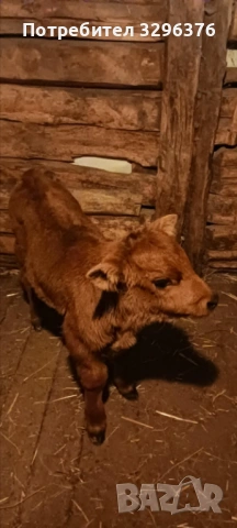 Теле Пресникарче