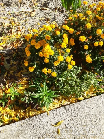 Расад, тагетис ,кученца , снимка 8 - Разсади - 50482774