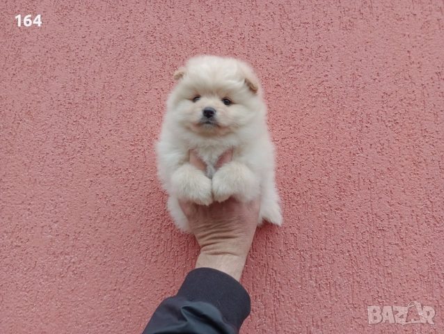 Бели и кремави Шпицлета. , снимка 4 - Шпиц - 53917516