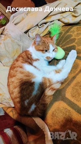 Коте Сами си търси дом, осинови го, снимка 2 - Други - 53033203