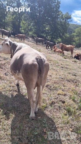 Продавам заплодена крава месодайна цена 2200 лв , снимка 3 - Крави - 52624936